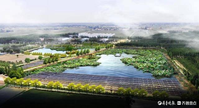 临清金郝庄:综合整治5处闲置坑塘,发展荷鱼共生种养模式