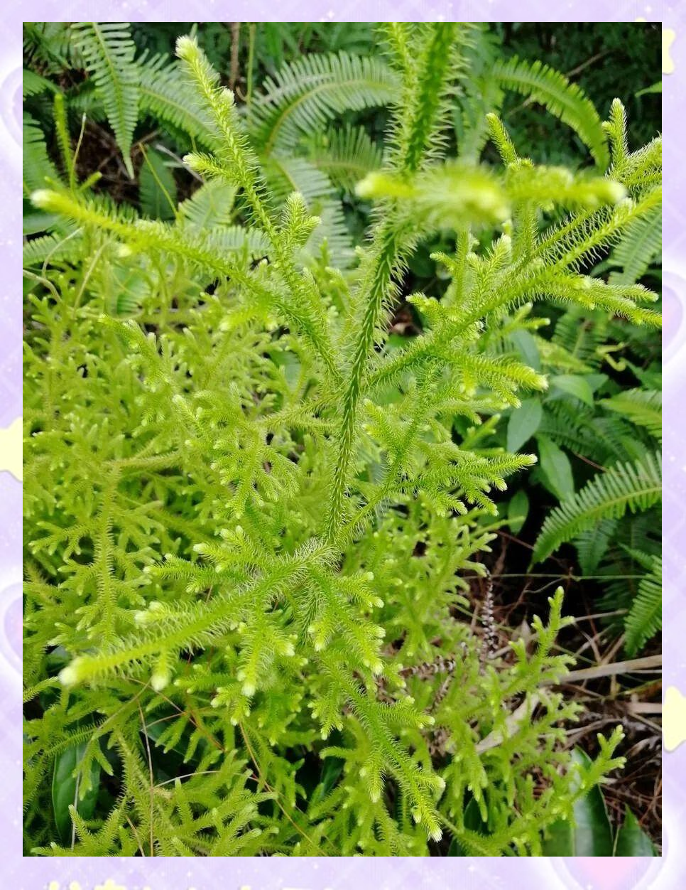 中药知识介绍:伸筋草的多样功能与使用