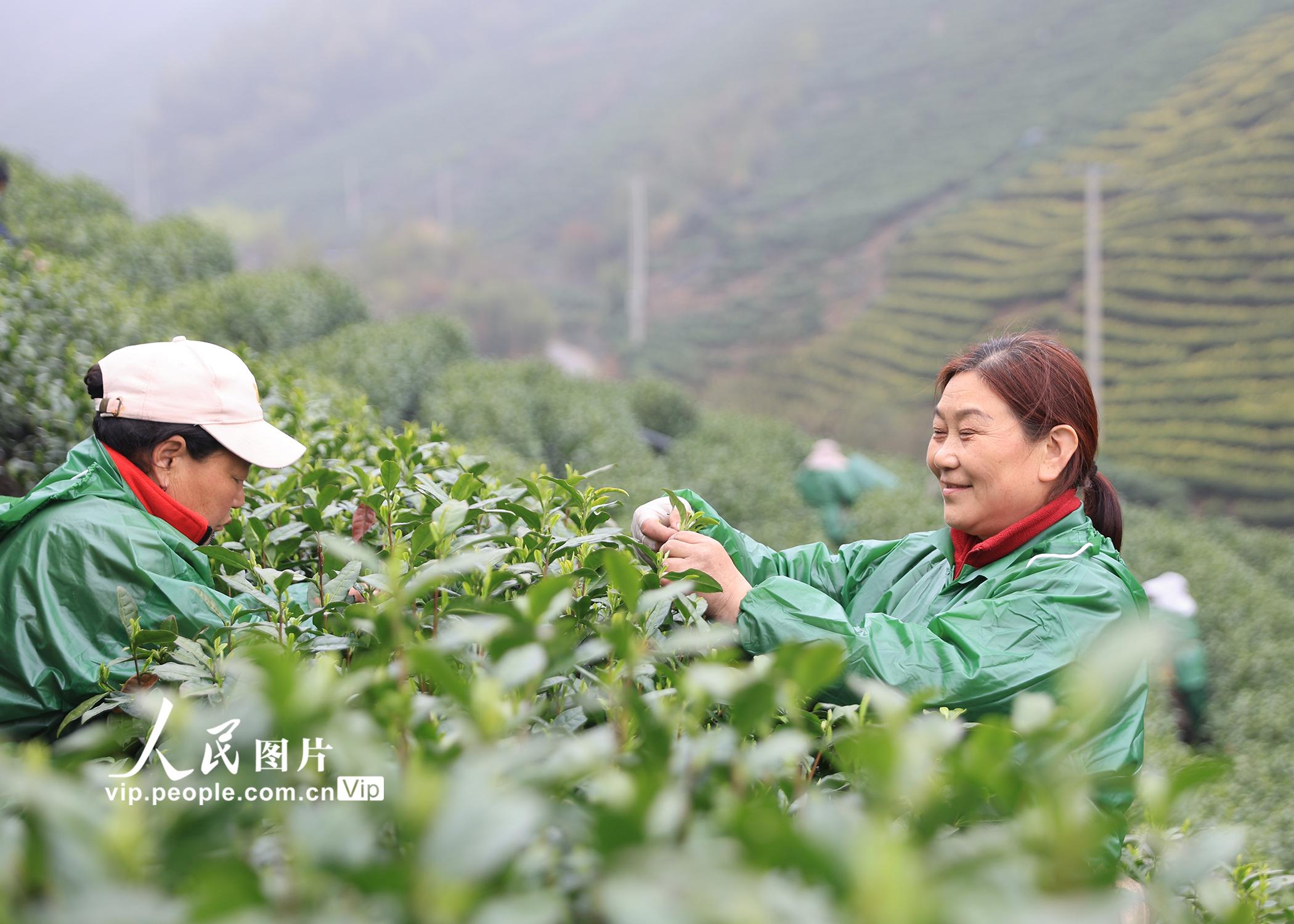 白茶采摘标准图片图片