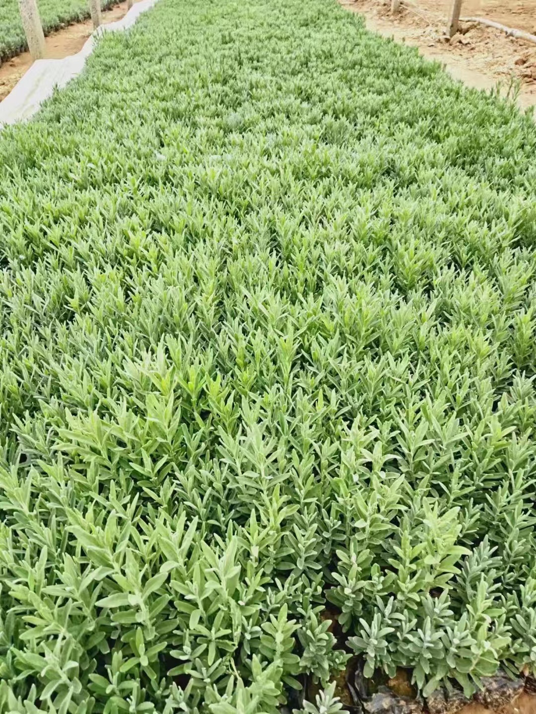 孔雀草批发