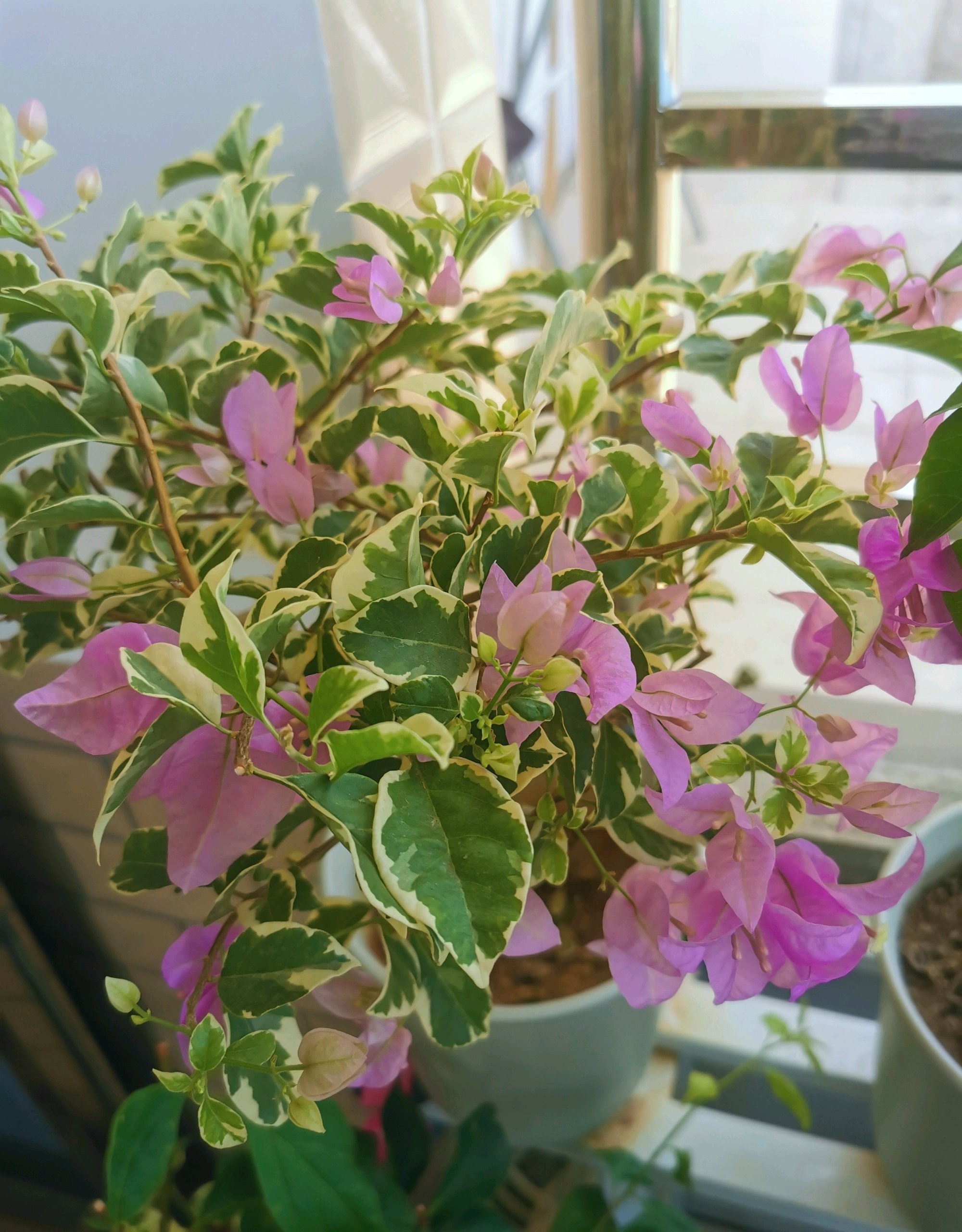 有种三角梅名叫"冰淇淋",颜值高还爱开花,皮实好养,值得拥有