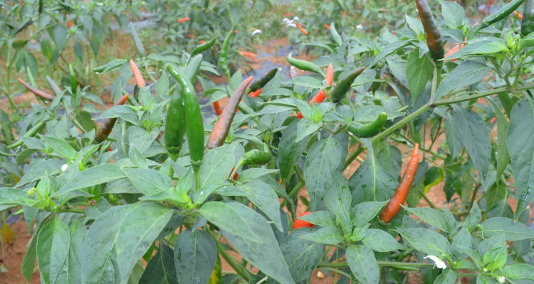 指天椒的种植和养殖管理