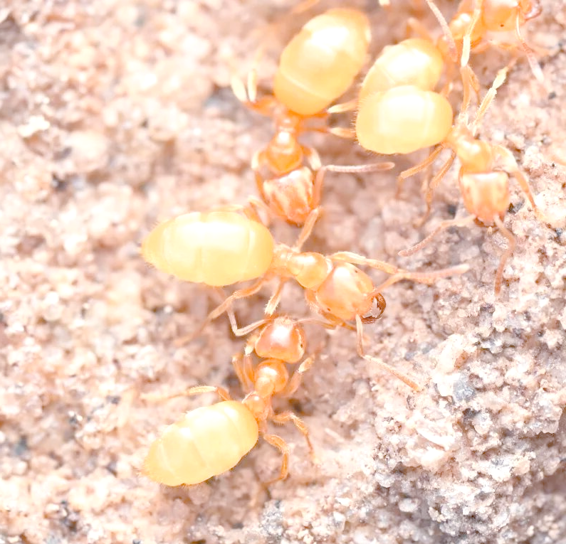 昆嵛山金黄色蚂蚁的奇妙生存