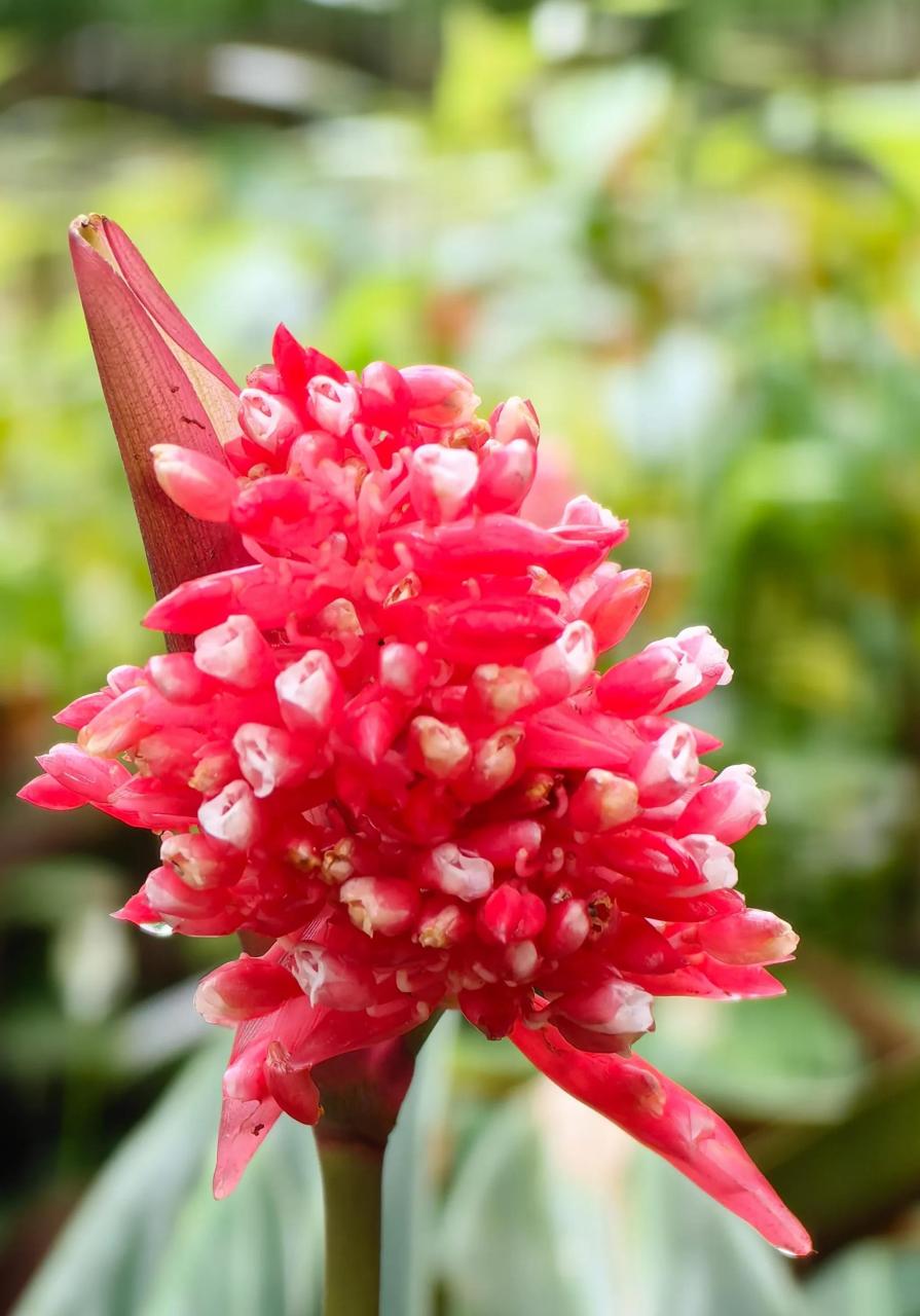 分享你手机拍摄的花朵#此花为紫背竹芋,使用p60pro拍摄,本人感觉画质