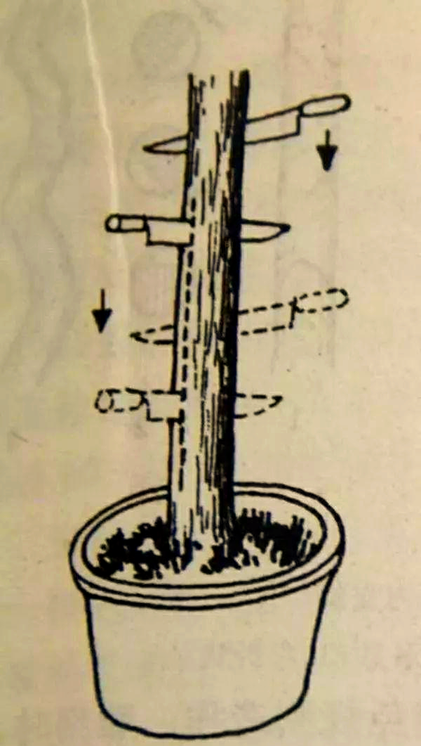 盆景主干"拿弯技法"的多种形式,你了解吗?