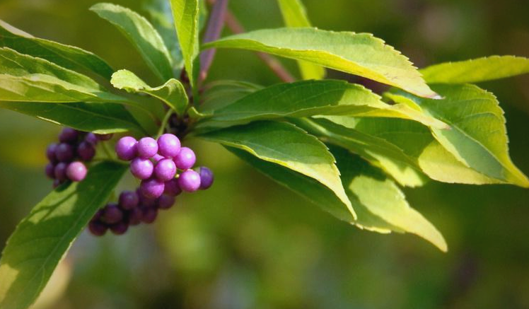 广东紫珠:一种具有收敛止血功效的中草药