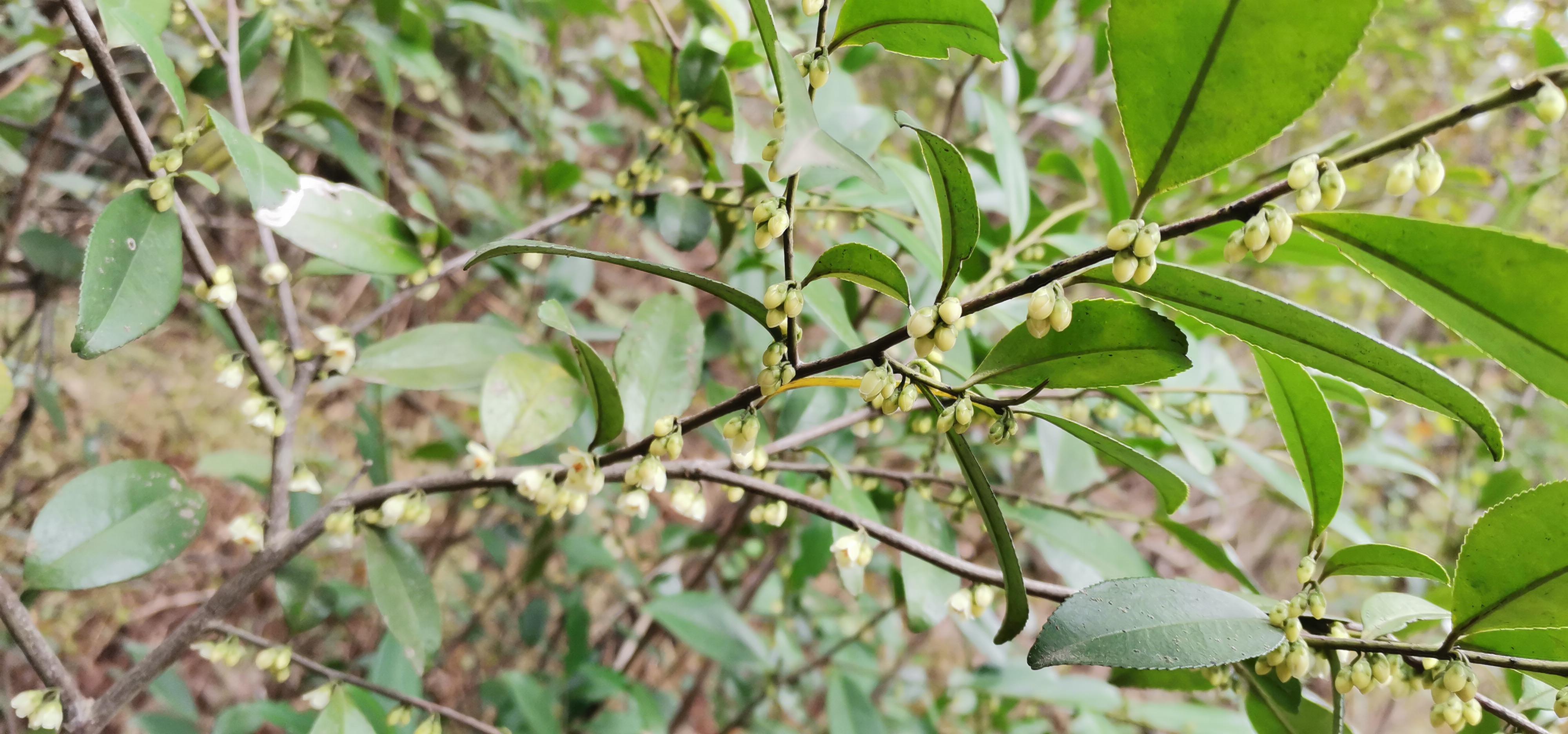 米碎花又叫虾辣眼,米碎仔,矮茶或者大缸茶