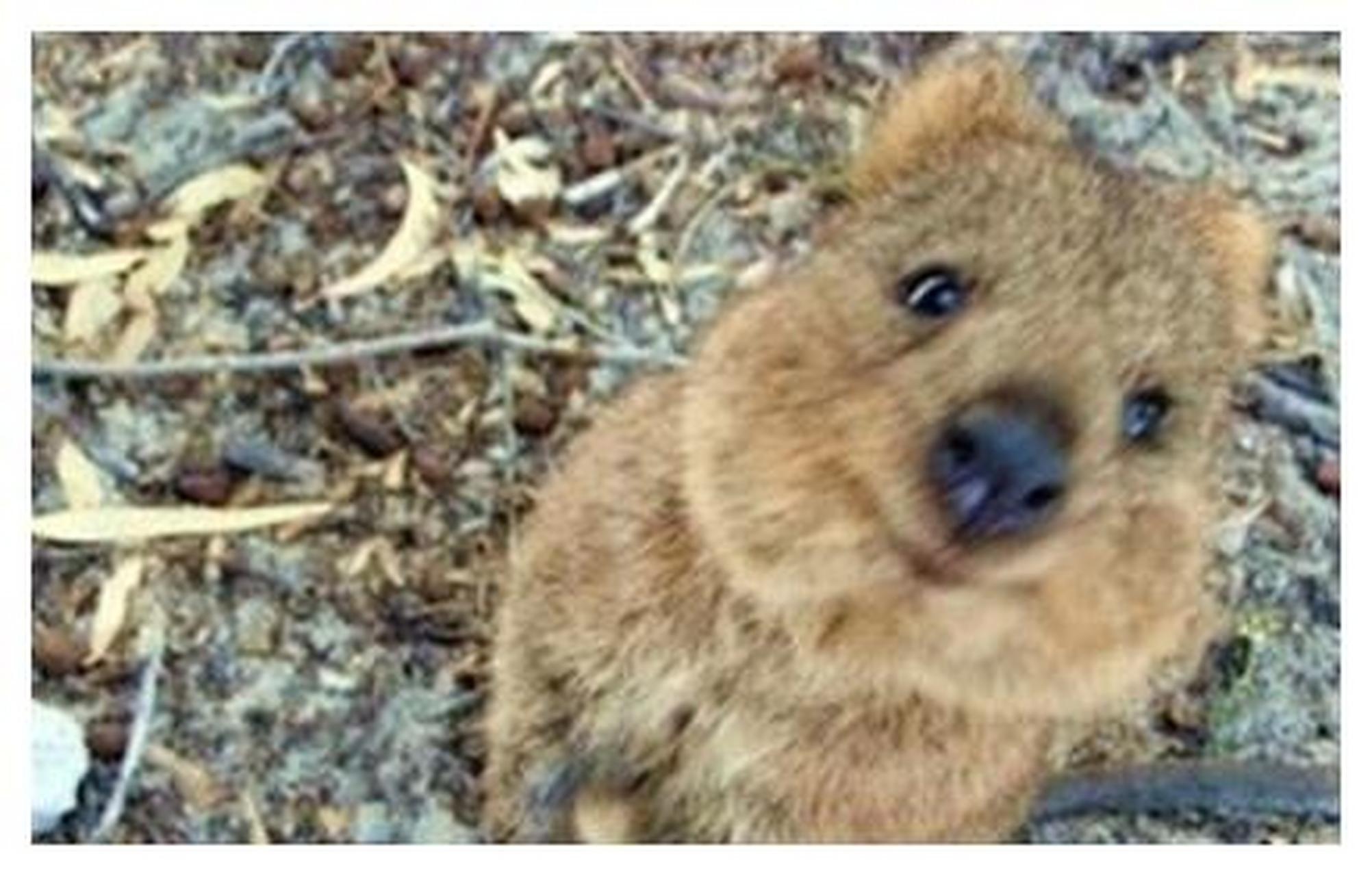 短尾矮袋鼠,是澳洲的一个濒危物种.