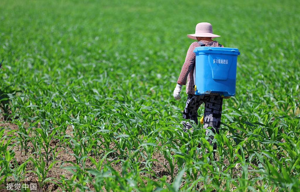 临沂:小暑至 农民田间施肥