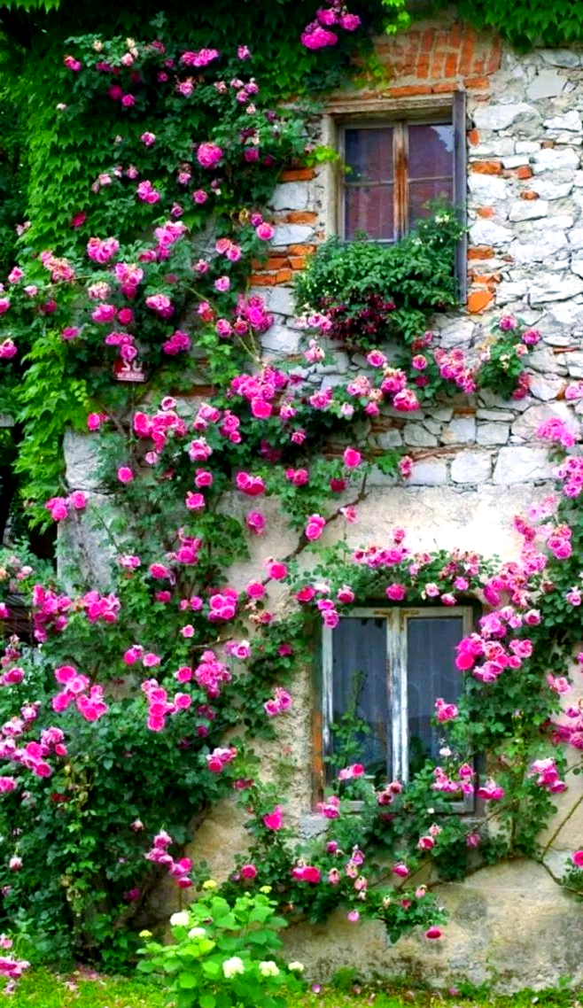 拥有美如仙境的院子?试试这5种藤本月季