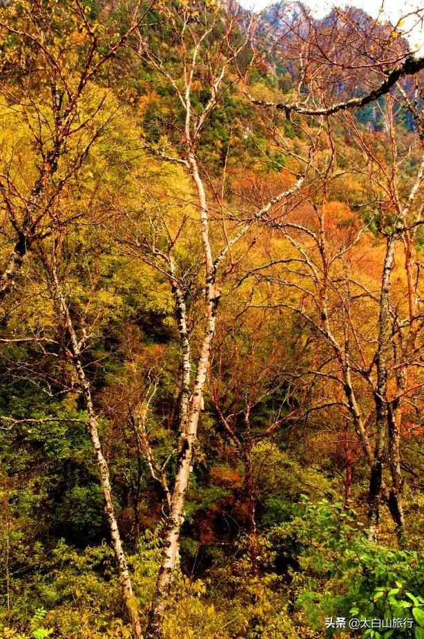 太白山景点介绍之17红桦坪