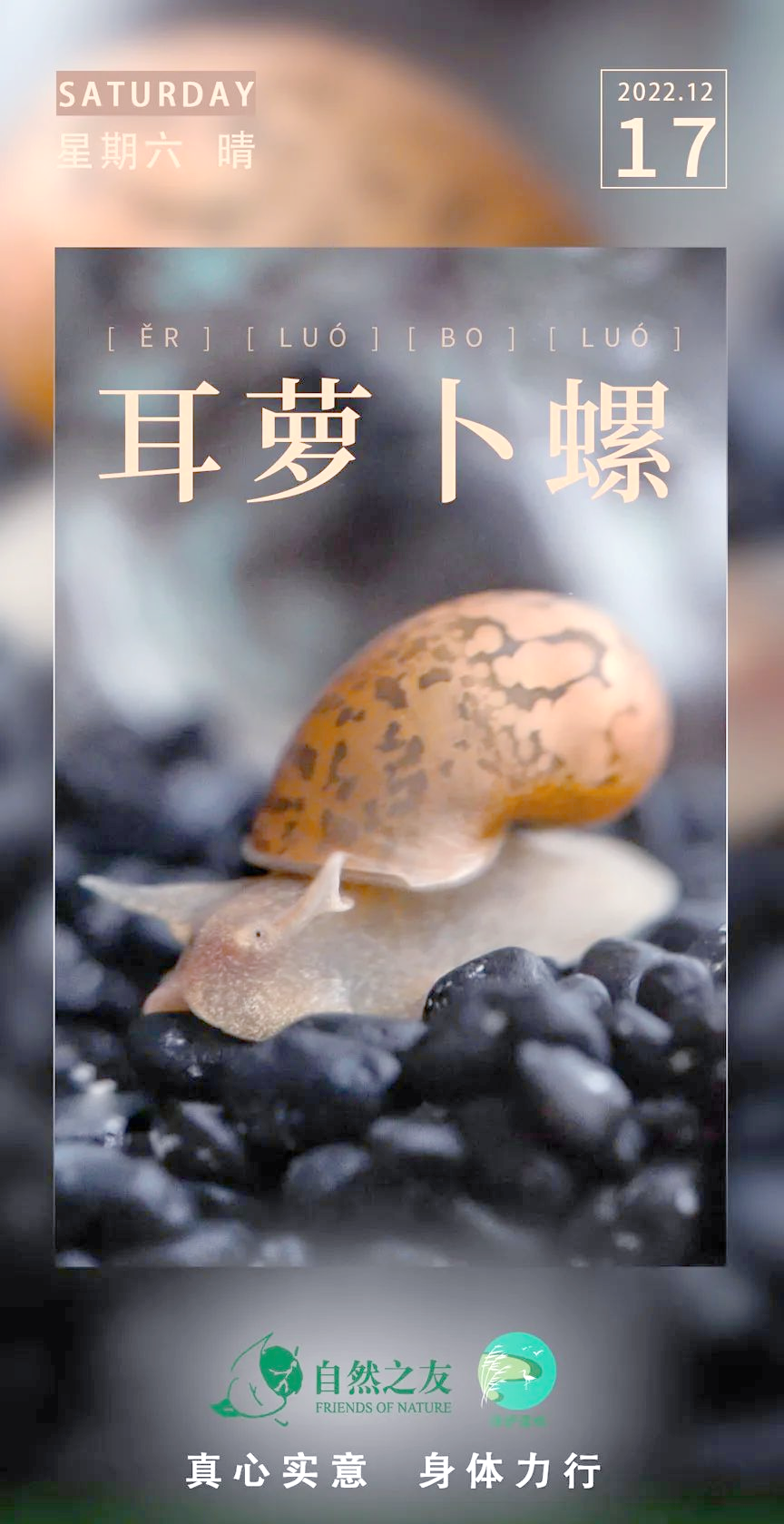 耳萝卜螺:湿地生态中的独特物种