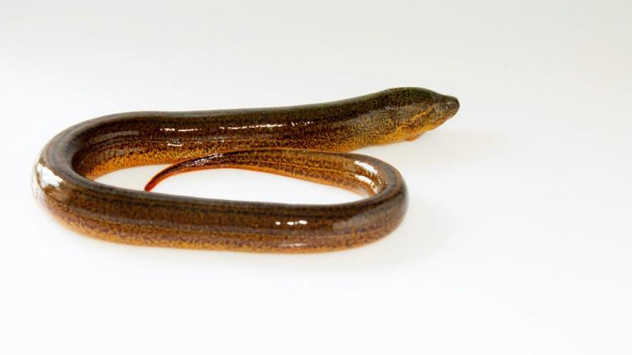 蛇与黄鳝:从民间传说看科学真相