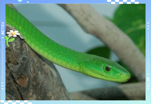 世界上既漂亮又危险的蛇,其中一种已经进化出神经毒素!