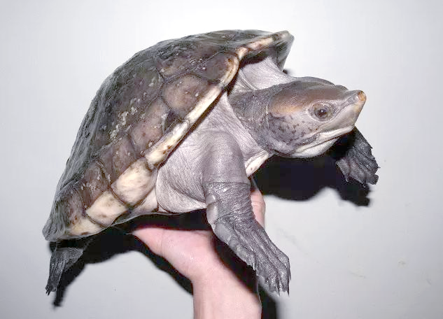 中美洲河龟:6500万年前古龟的最后代表