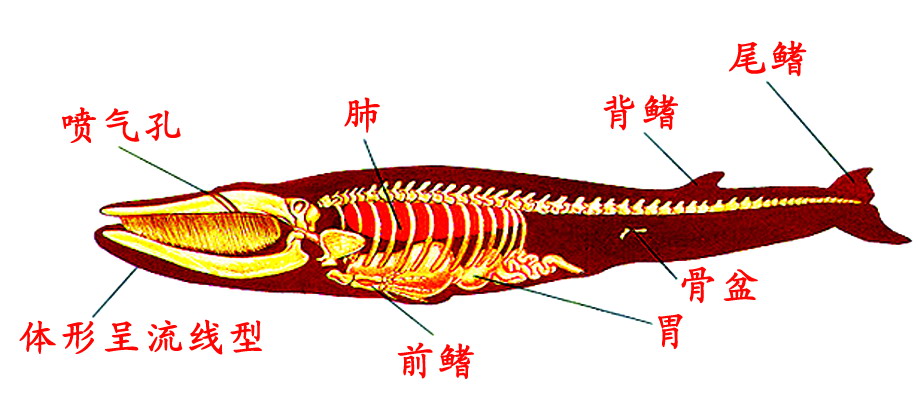 海洋的结构示意图图片