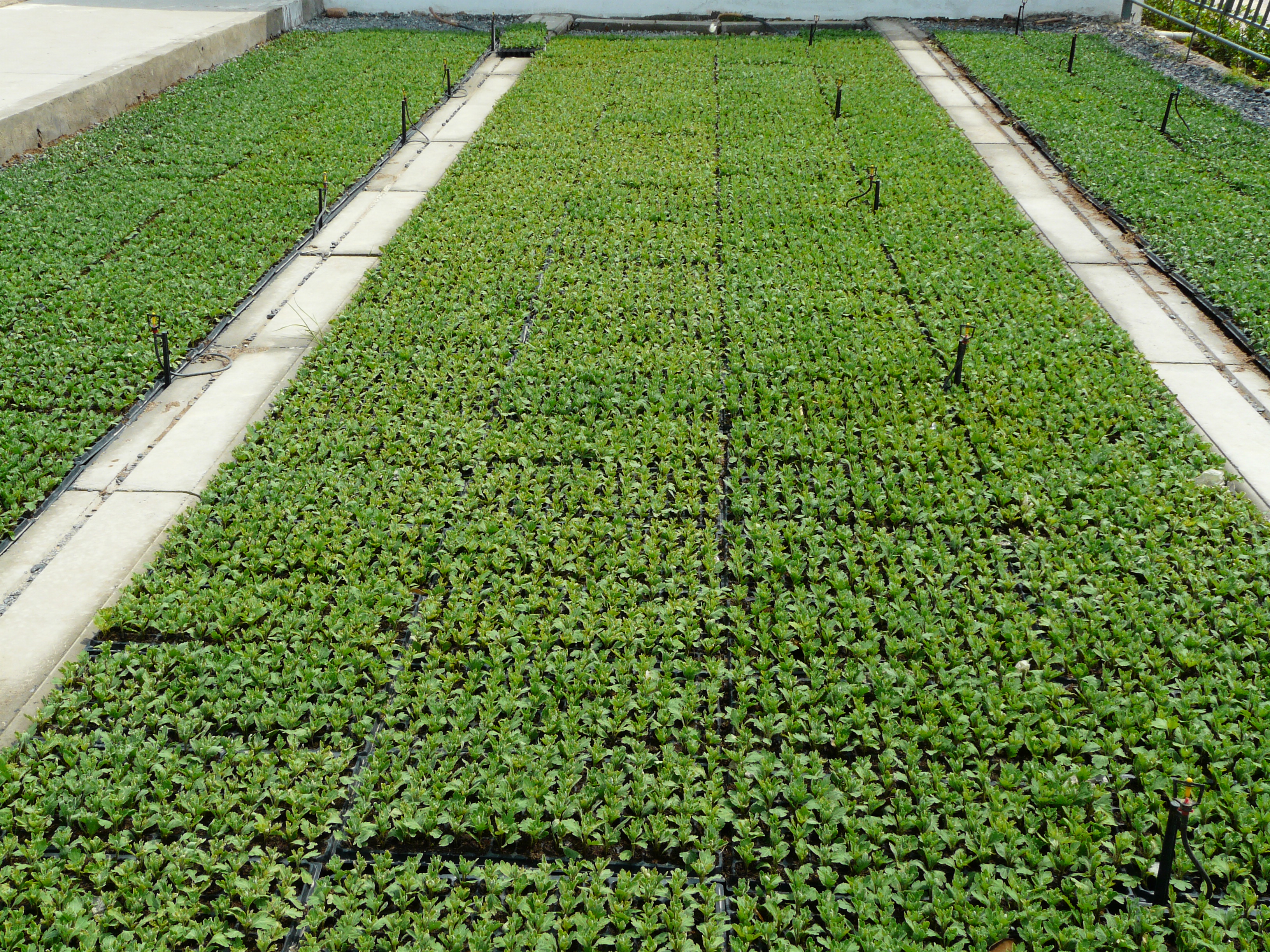 菊花种苗如何提高扦插成活率