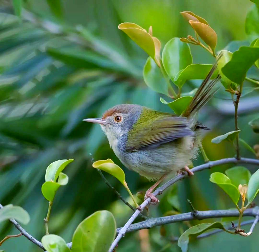 长尾缝叶莺:鸟界中的"裁缝"专家