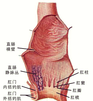 直肠的解剖结构与功能概述