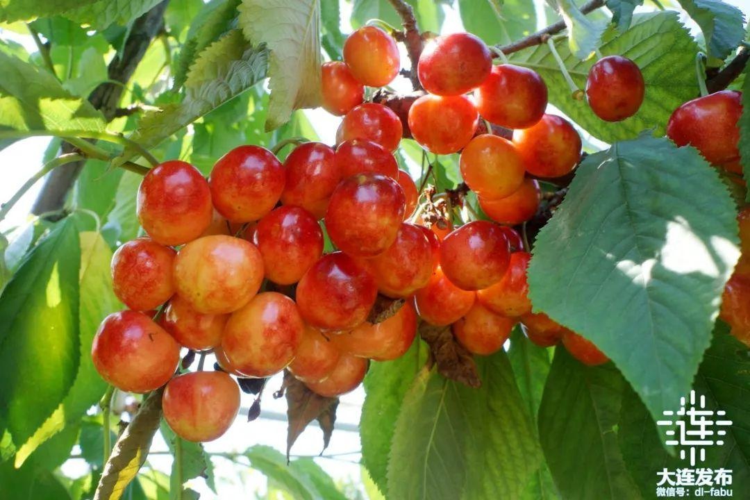 大连盛产什么水果