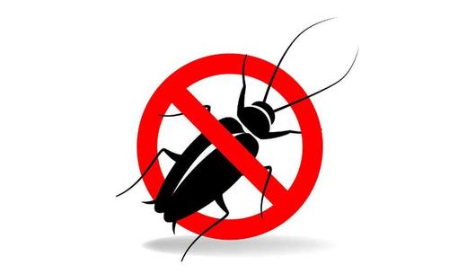 如何有效清除蟑螂