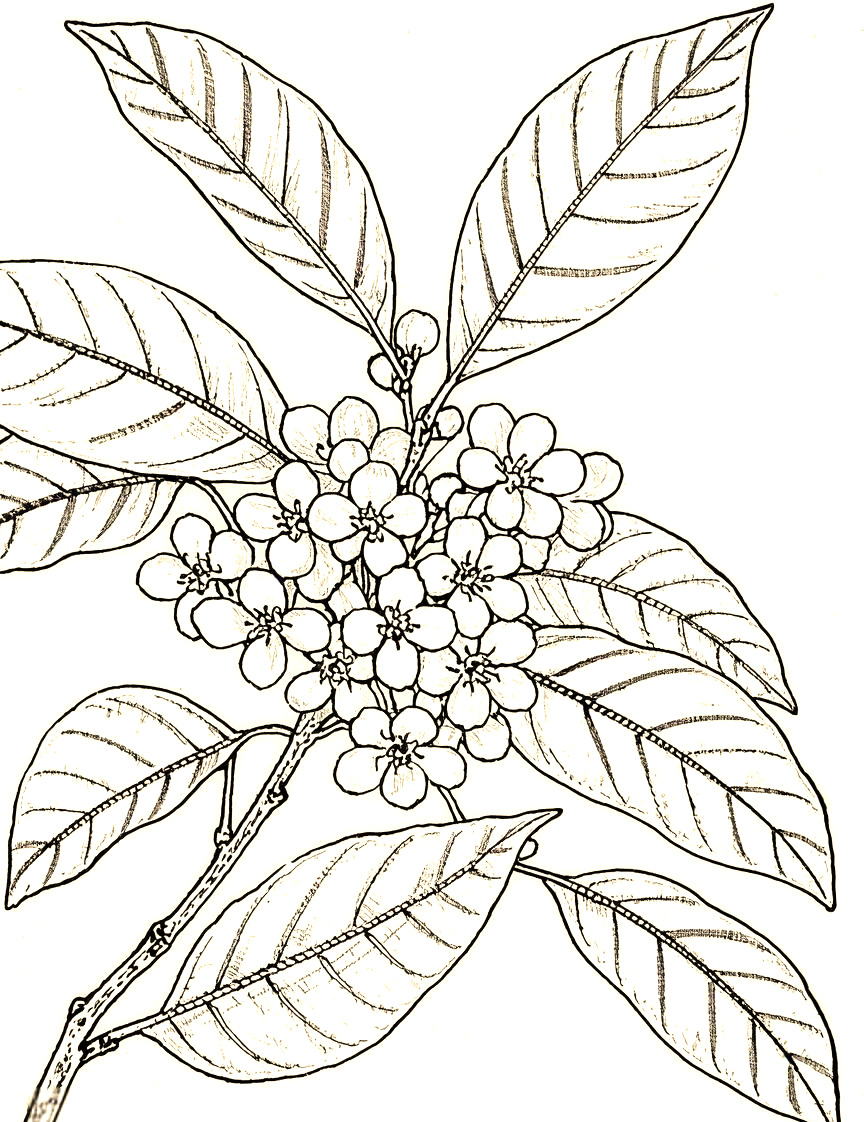 全面掌握桂花线描的技法与技巧