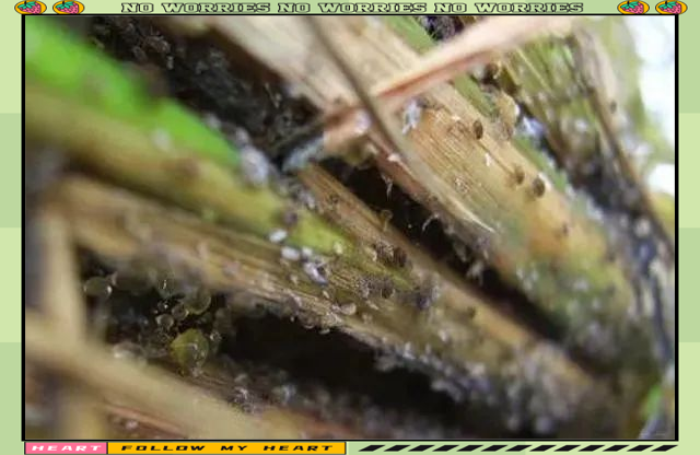 如何区分白背飞虱,灰飞虱和褐飞虱?