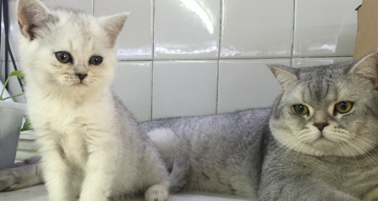 灰白色的猫是什么品种