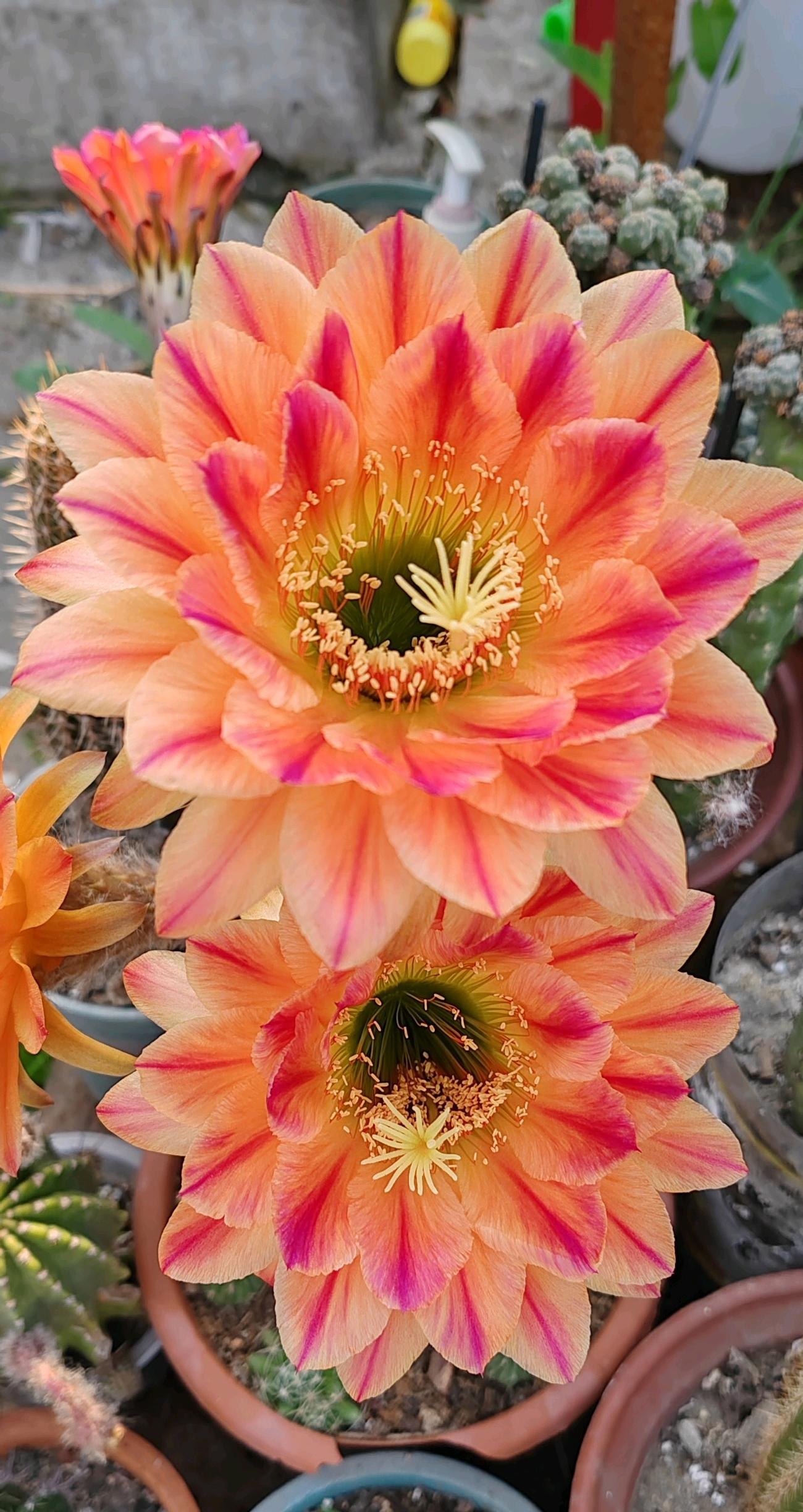 一款花朵超大的仙人球,直径20厘米,一年多次绽放,又美又好养