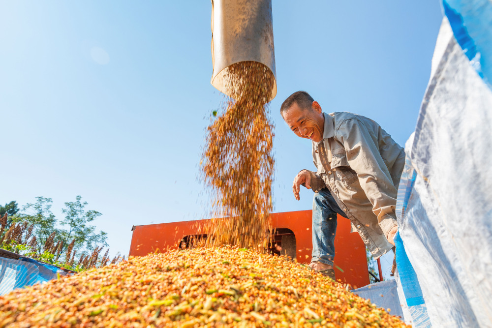 图片新闻|垫江:高粱丰收 映红致富路