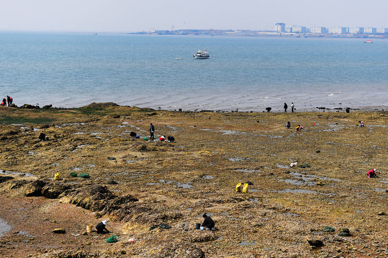 山东青岛:赶海拾贝享假期