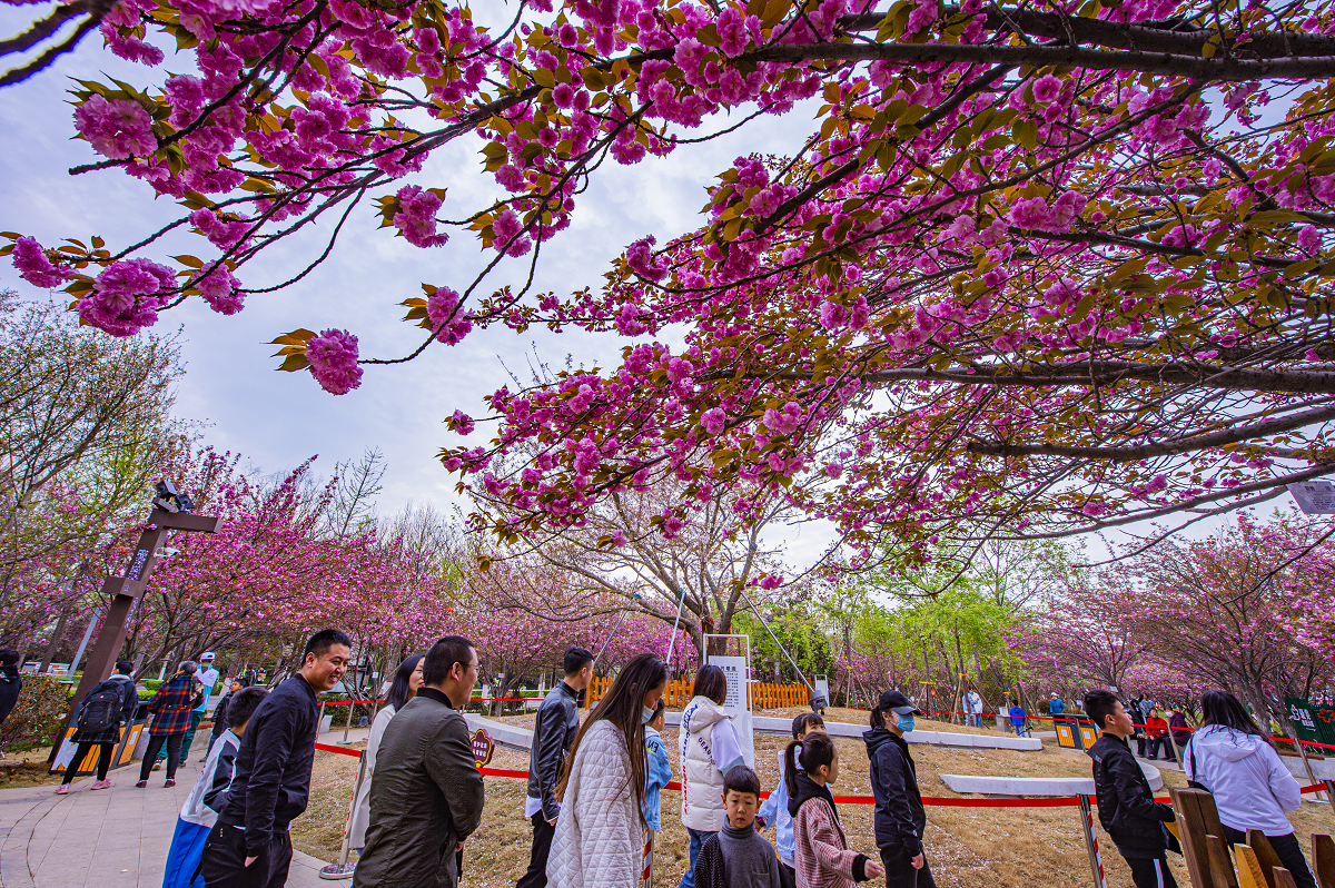 4月2日启幕!第十届中国(鹤壁)樱花季来了