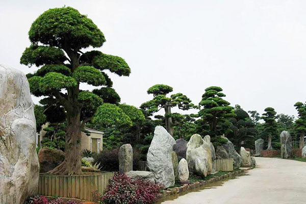 原来城市里倾向于大规格绿化树,而现在的城市景观带则以小巧精致为主