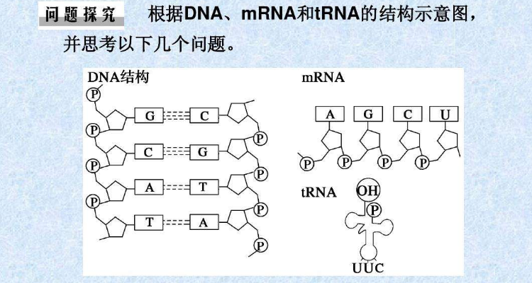 trna的二级结构