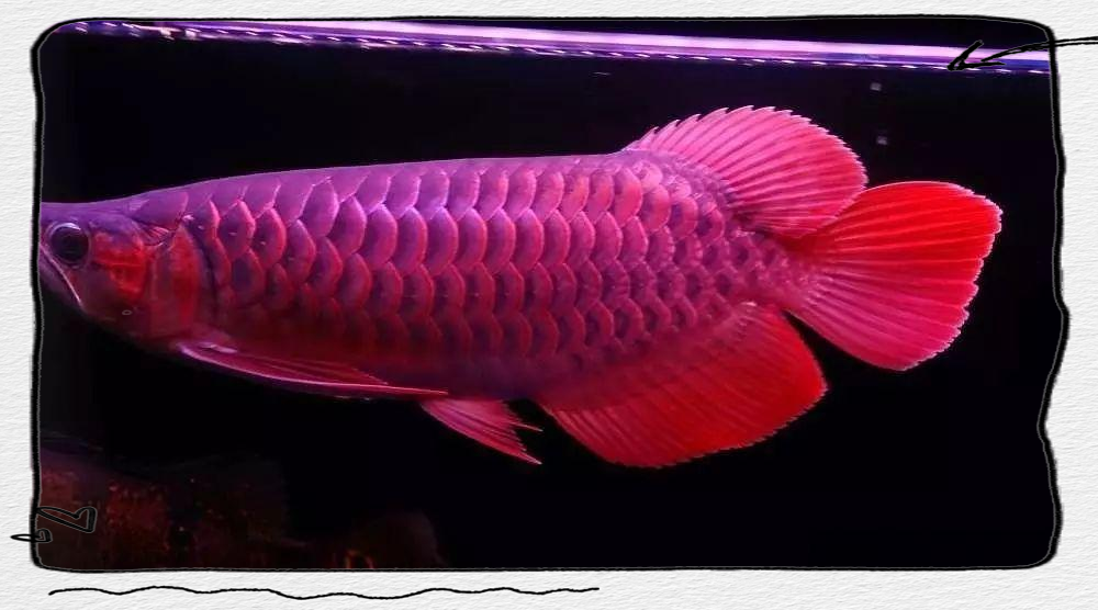 红龙鱼:一种珍贵的淡水观赏鱼