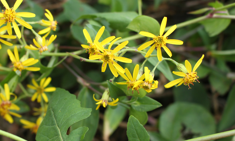 千里光是野菊花吗