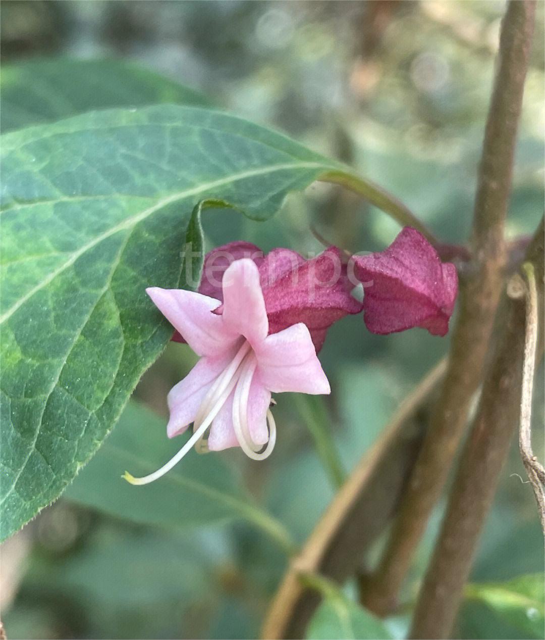 药用植物白花灯笼