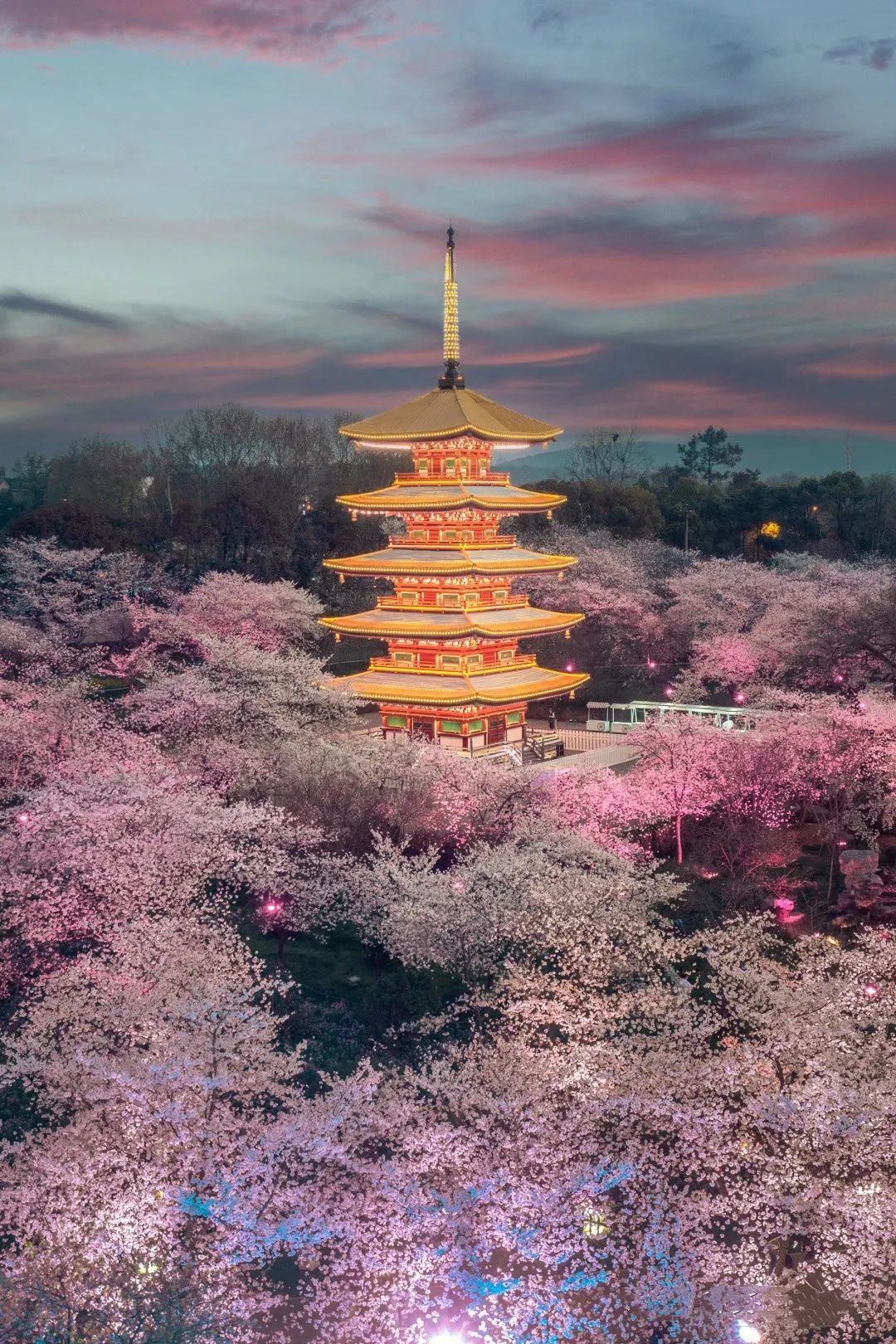樱花实况!武大早樱盛放,东湖樱花园开园