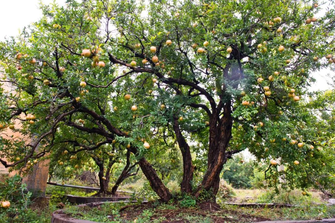 淮北市四季榴园景区明清石榴园古石榴树(图源:四季榴园景区)