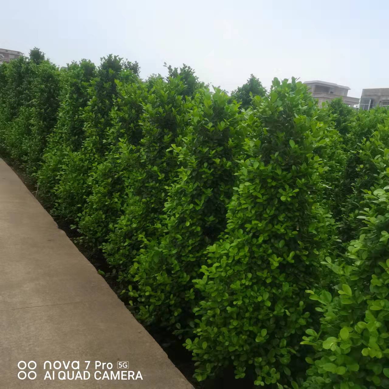 恭喜顺心园林入驻苗木通,广东张锐:精品火山榕品牌