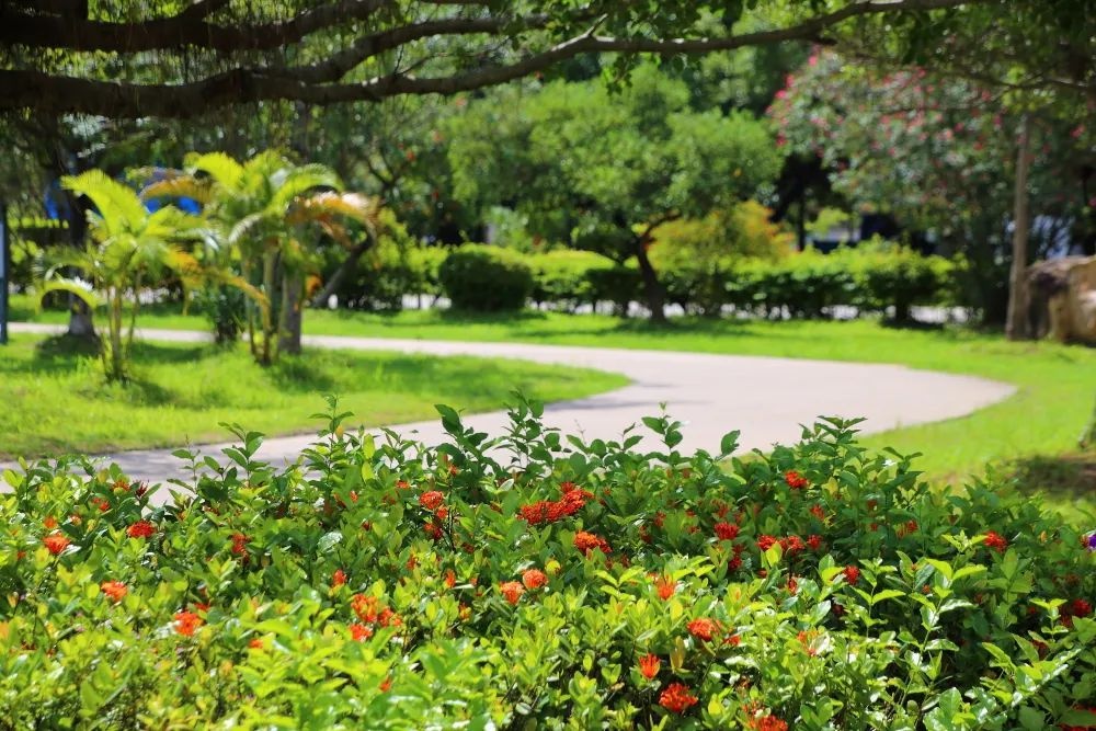 「美丽罗定」罗定市政广场:环境优美,绿意盎然