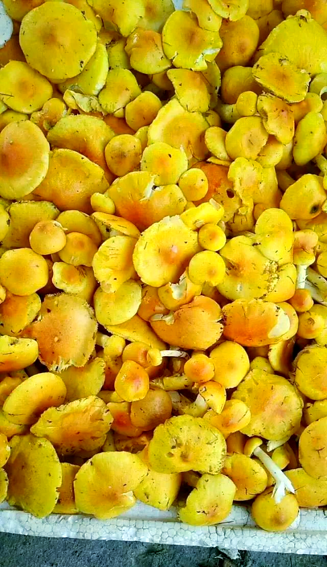 谈及蘑菇的喜爱,我虽偏爱黄油蘑的口感,但采蘑菇时却更钟爱桦树蘑的