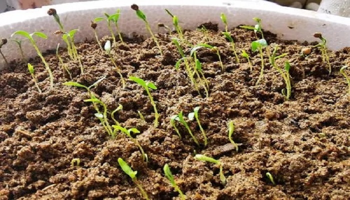 香菜种子催芽方法