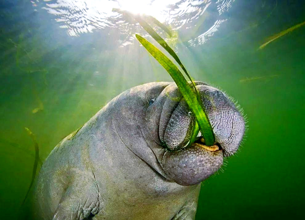 海牛:生活在海里的"牛"