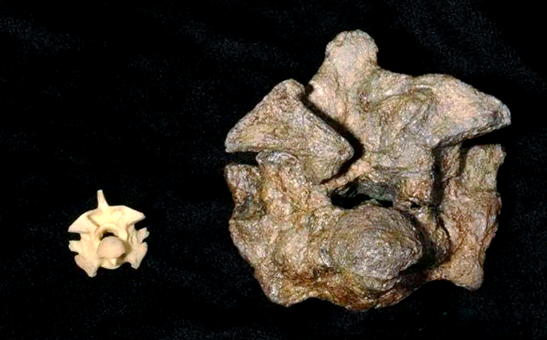 5800万年前化石揭开泰坦巨蟒的神秘面目