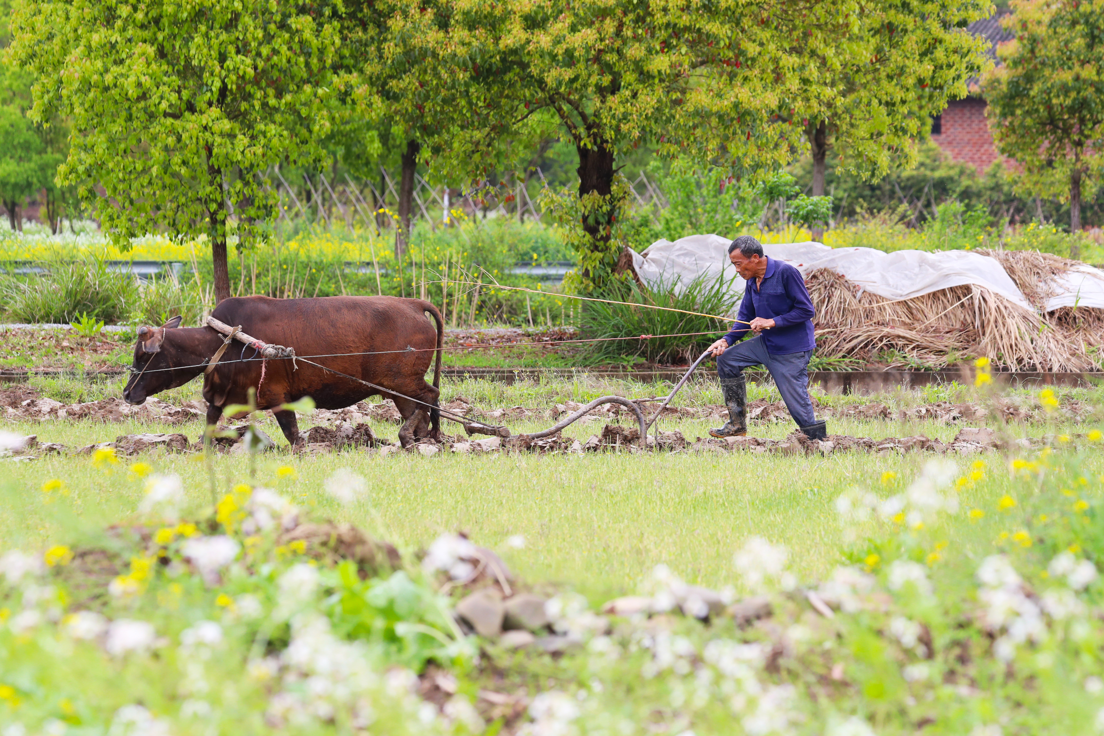 (社会)清明将至农事忙