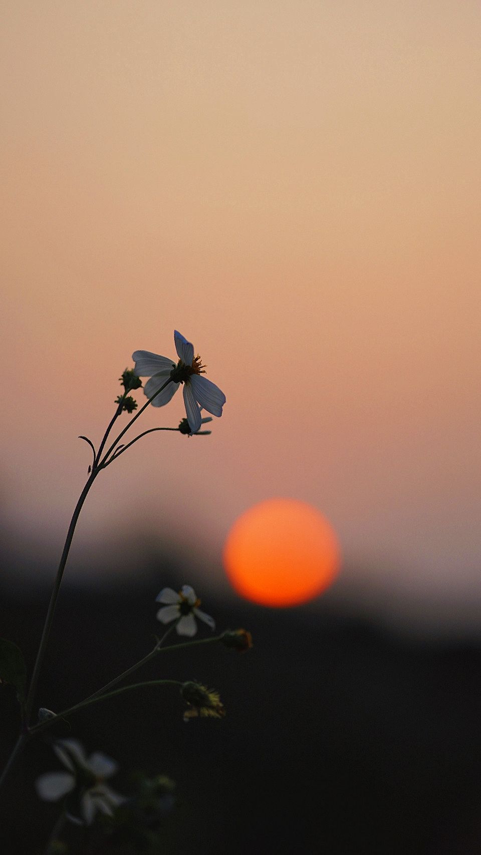 绝美夕阳竖屏壁纸合集