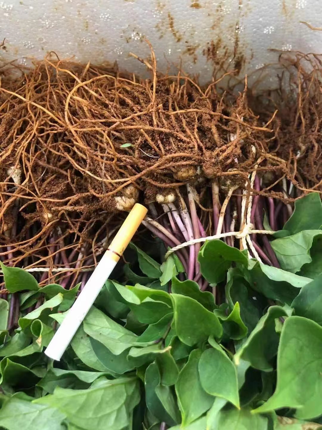 黄精福建漳州市漳浦县24.5元/斤