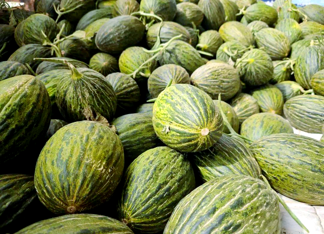 红沙梁镇的斗牛小瓜:夏日甜蜜的丰收果实