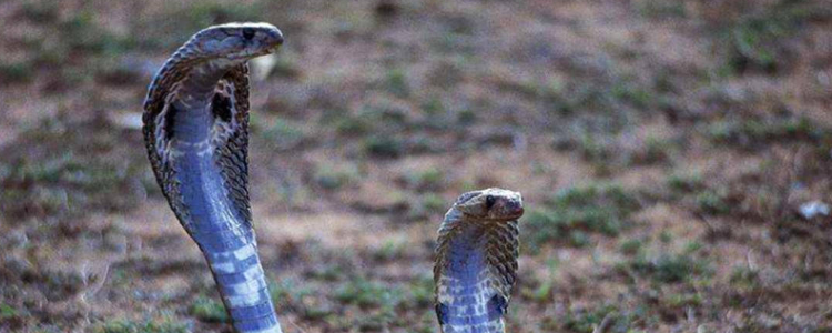 满腹经纶打一个动物